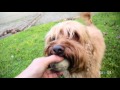 Please Like Me - Behind the Scenes: John the Dog