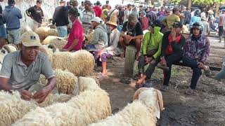 Still Cheap Check The Latest Gibas Lamb Prices At Kragan Market In Rembang