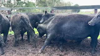 Auctions Plus Sale 128736 - 31 Jul 2026 G&K Colliver (27 head) (2)