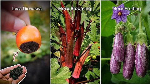 Making The Best Liquid Fertilizer For Vegetable Plants! - Pure Greeny.