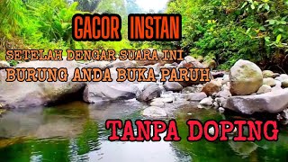 Terapi air 100% bikin burung anda gacor instan tanpa doping | suasana hutan bikin burung buka paruh 