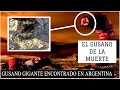 Encuentran al mítico gusano de la muerte en Argentina? | El gusano de Mongolia | Criptozoologia