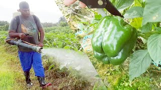 A day in the life of a young Trinidad farmer