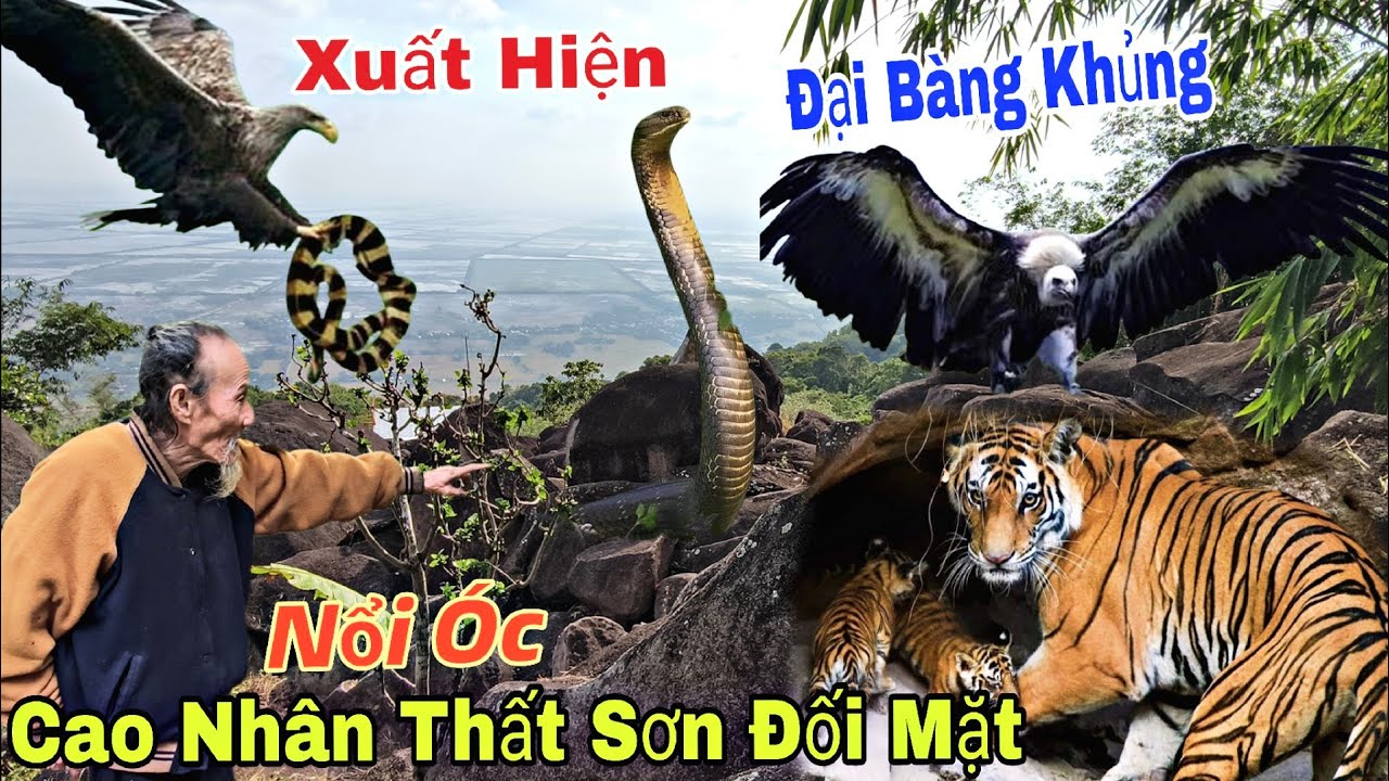 P2.Cuộc Chạm Trán Cao Nhân Vùng Thất Sơn Với Nhiều Loài Thú Dữ - Xuất Hiện Rắn Hổ Mây To Bằng Cái Lu