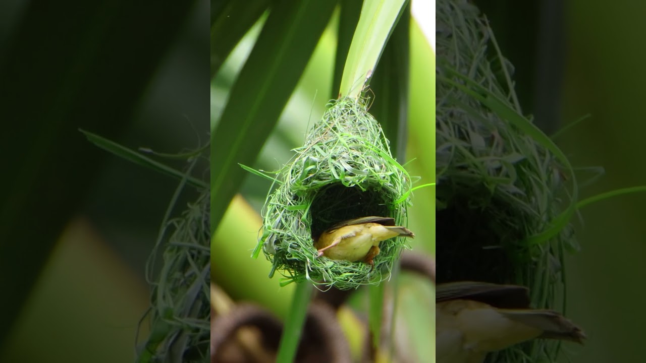 Amazing Weaver Bird Build New Home 351