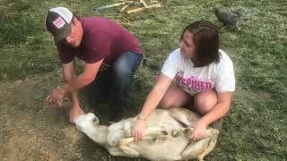 Download Lagu Killing Sheep 101 “Not graphic” MP3