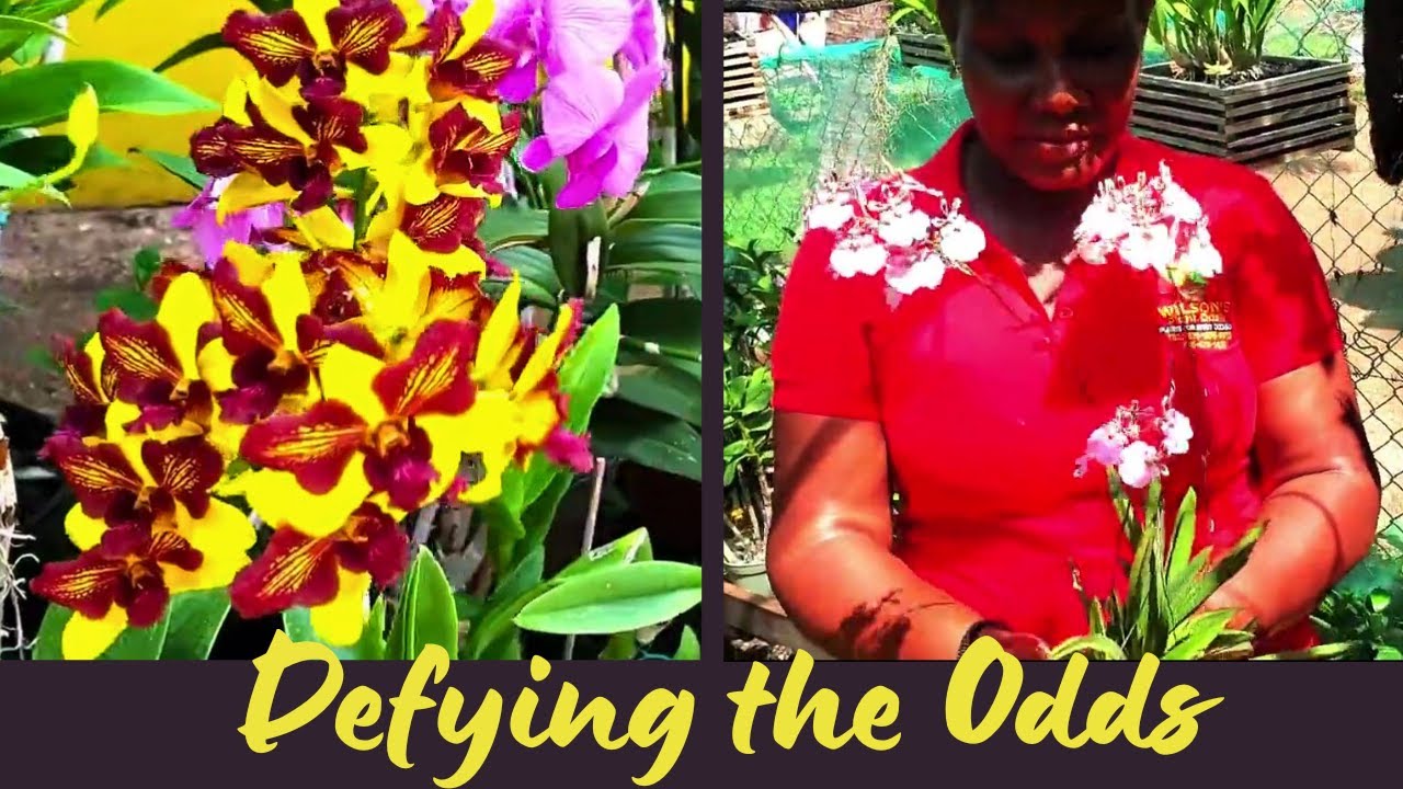 The Dendrobium Orchid Whisperer Defying the ODDS