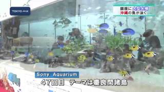 銀座に大型水槽がお目見え