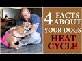 4 facts about the american bullies heat cycle  americanbully breeding education