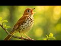 This Bird Sings Like a Flute! | Wood Thrush Real Sounds for Sleep, Focus & Relaxation – No Music