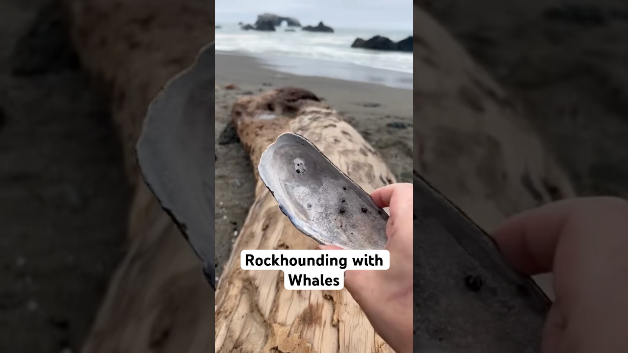 Rocks and Whales #whales #whalewatching #rockhound #rockhounding #jasper #crystals #agate #beach #ca