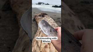 Rocks and Whales #whales #whalewatching #rockhound #rockhounding #jasper #crystals #agate #beach #ca