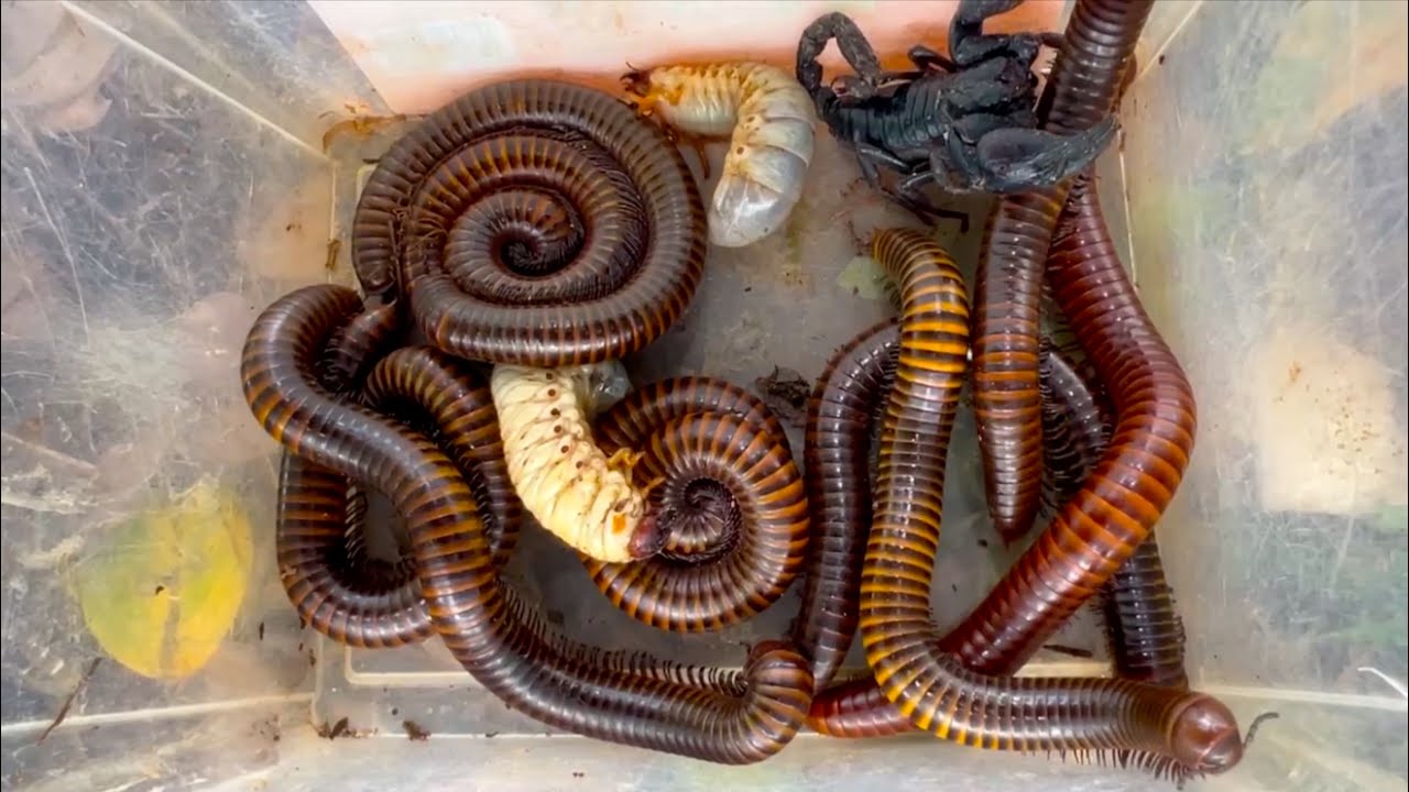 Home Environment Biodiversity