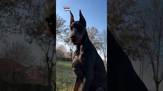 Dünya'nın en zeki köpekleri