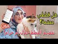 Q&A ثمن لقاحات القطط 💉، ثمن عملية التعقيم 🐈 / الإجابة عن جميع تساؤلاتكم