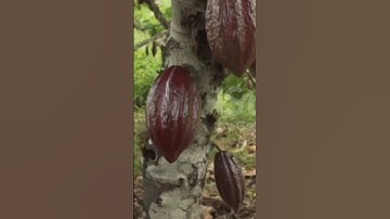 Cocoa fruits hanging down on the tree || Cocoa fruit Agriculture #shorts #cocoa