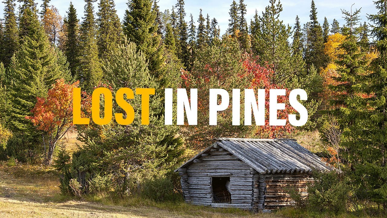 Peaceful Walk Through Finland’s Forests