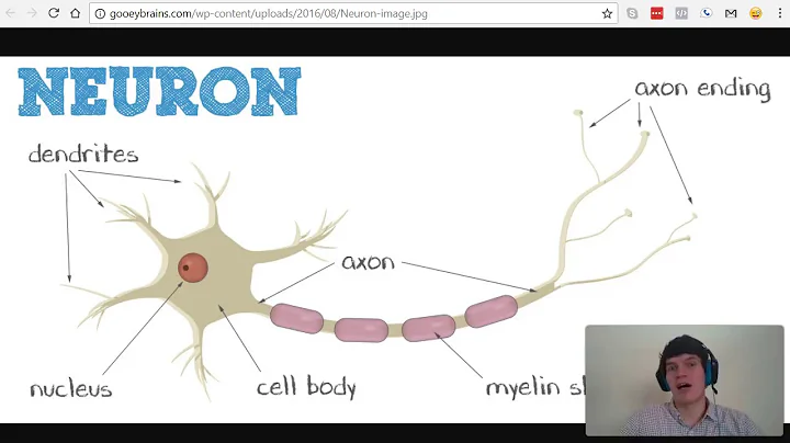 MCAT Question of the Day:  Action Potential vs. Graded Potential
