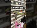 最後まさかの展開すぎる🐍 #reptile #爬虫類