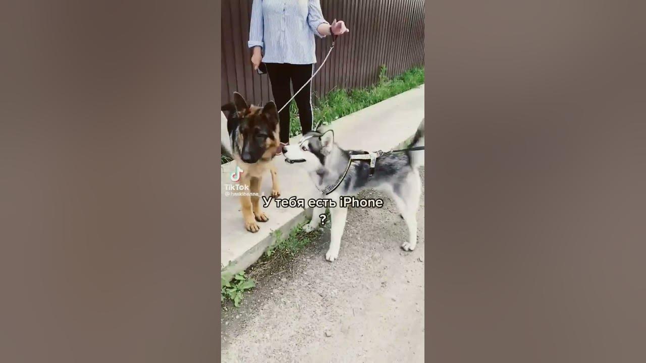 сабаки ♥️♥️♥️ - YouTube