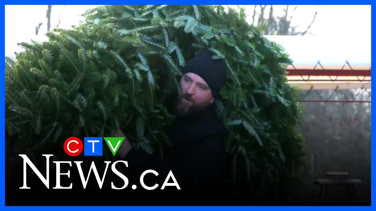 The cost of a Christmas tree this season