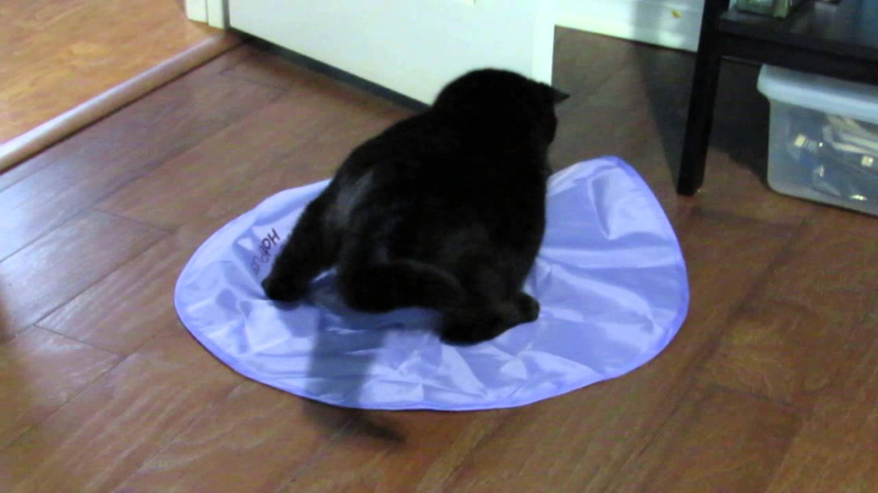 Cat toy SmartyKat HotPursuit
