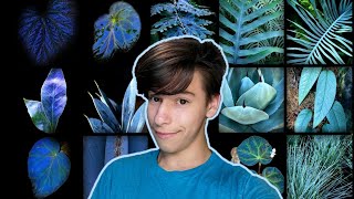 💙TOP 17 BLUE FOLIAGE (HOUSE) PLANTS!💙 with names!
