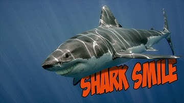 Photoshop Tutorial for Beginners - shark smiles in photoshop tutorial