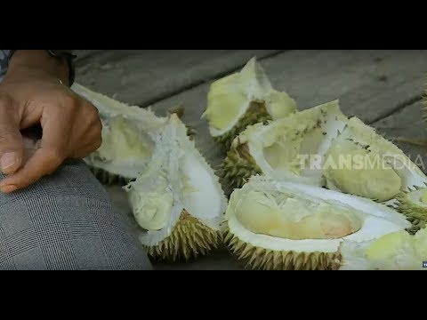 AMAZING TRIP IN SUKADANA (14/09/19) Part 1 ragam song