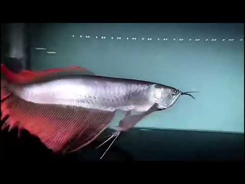 Video Cá rồng đen vây đỏ dài ??? Platium black arowana long... - youtube