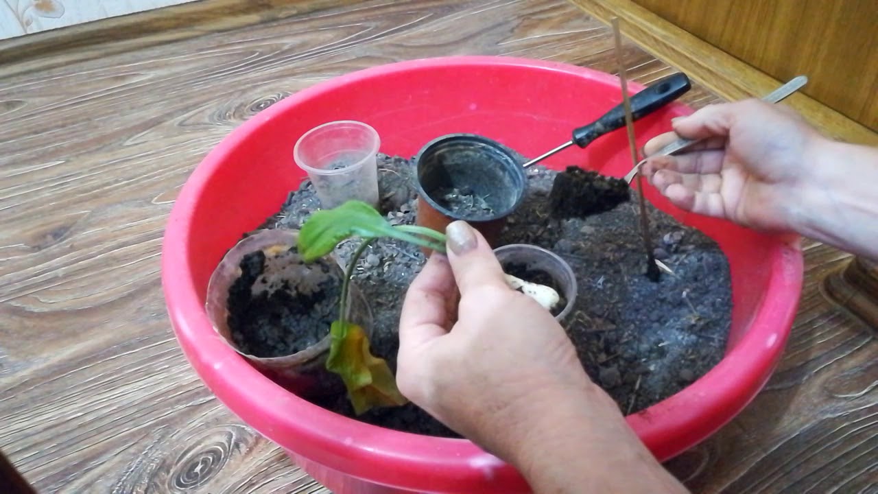 Посадка Эухариса.