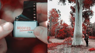 Could This New Film Replace Aerochrome?