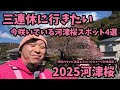 【2025河津桜】 2.20 三連休攻略　咲いている場所　スイーツ対決　ヅケプリ　いちご大福　河津桜まつり　お得情報