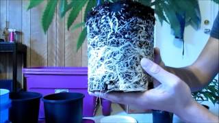 Roots by Mammoth P+ Recharge