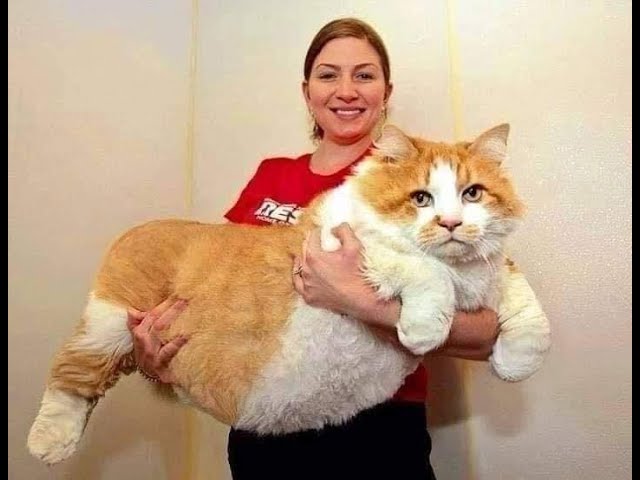 собака и кошка