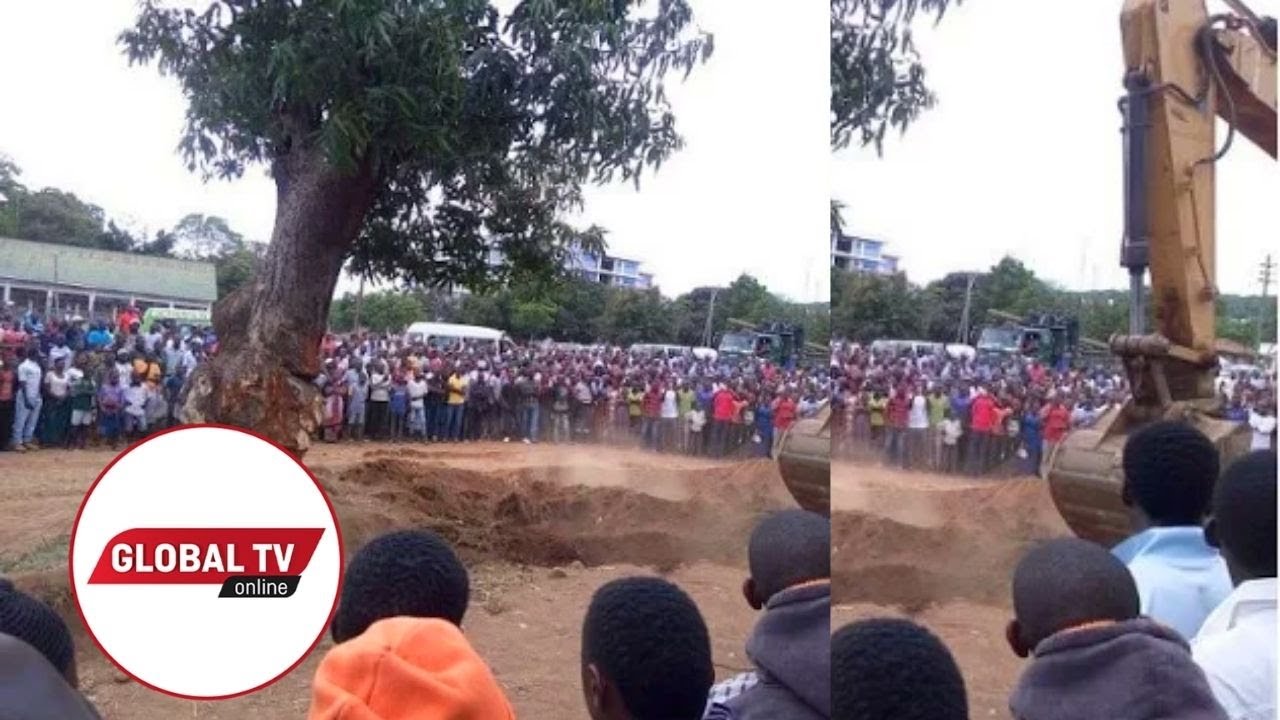 Mwanza:  Maajabu ya Mti Kupiga Kelele Ukipinga Kung’olewa