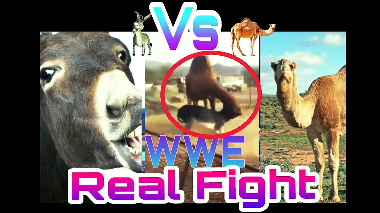 Camel Vs donkey dangrous fight
