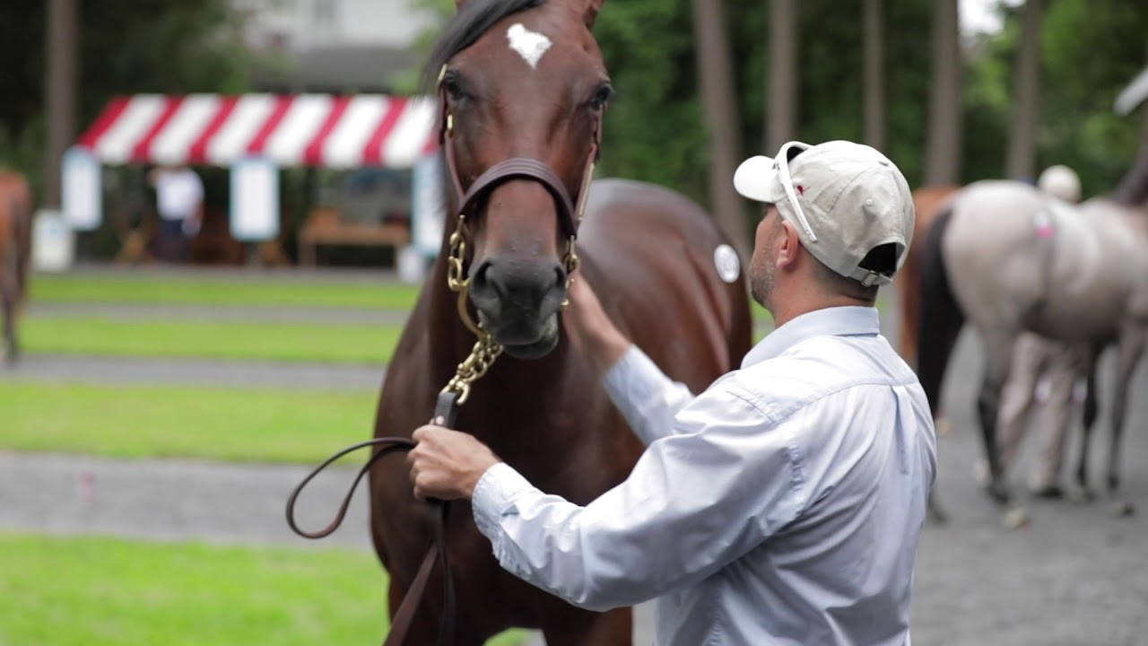 Fasig-Tipton Saratoga Sale Preview