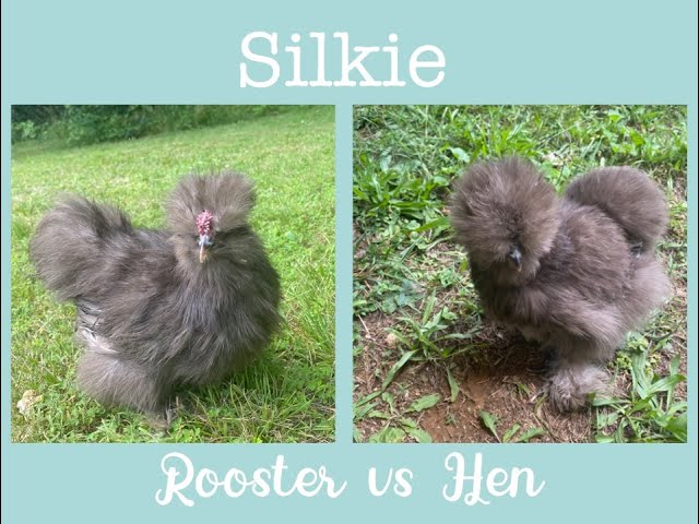 John,Paul&e参加！THE SILKIE How to determine if a silkie chicken is a rooster or hen?