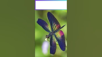 TOP 10 MOST BEAUTIFUL DRAGONFLIES  #shorts  #top1 #top10 #animalsavior #DRAGONFLY