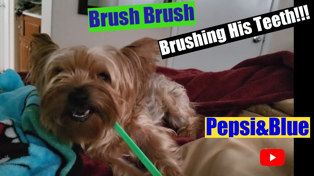 Cute dog brushes his teeth!!!🦷 ( Yorkies) dogs cute love YouTube