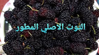 التوت الشامي المطور