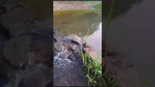 EL RIO DE SANTA RITA AHORA SI LLEVA AGUA