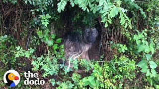 Abandoned Terrified Dog Gets A Family Who Deserves Her | The Dodo