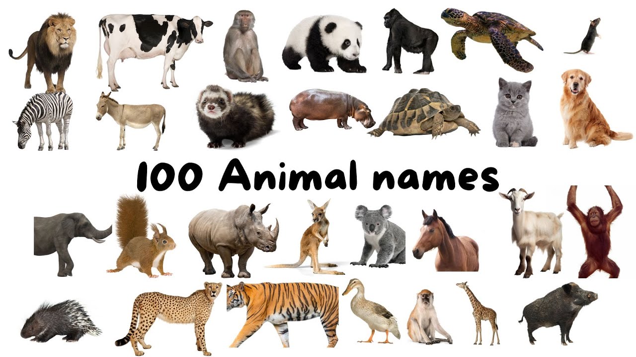 100 animal names with pictures in english #animalnames # ...