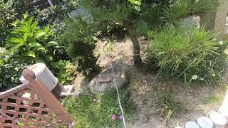 庭に隠れてしまった子猫を一本釣り。