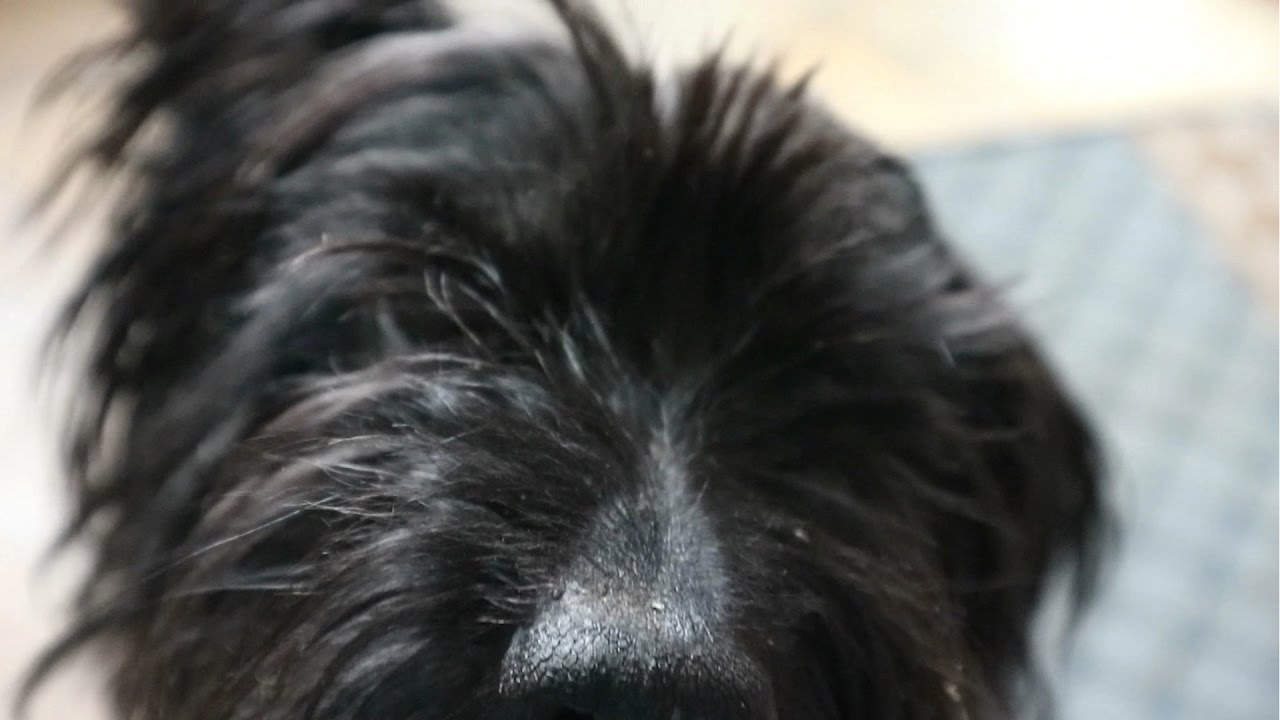 Dog ASMR With Sparky