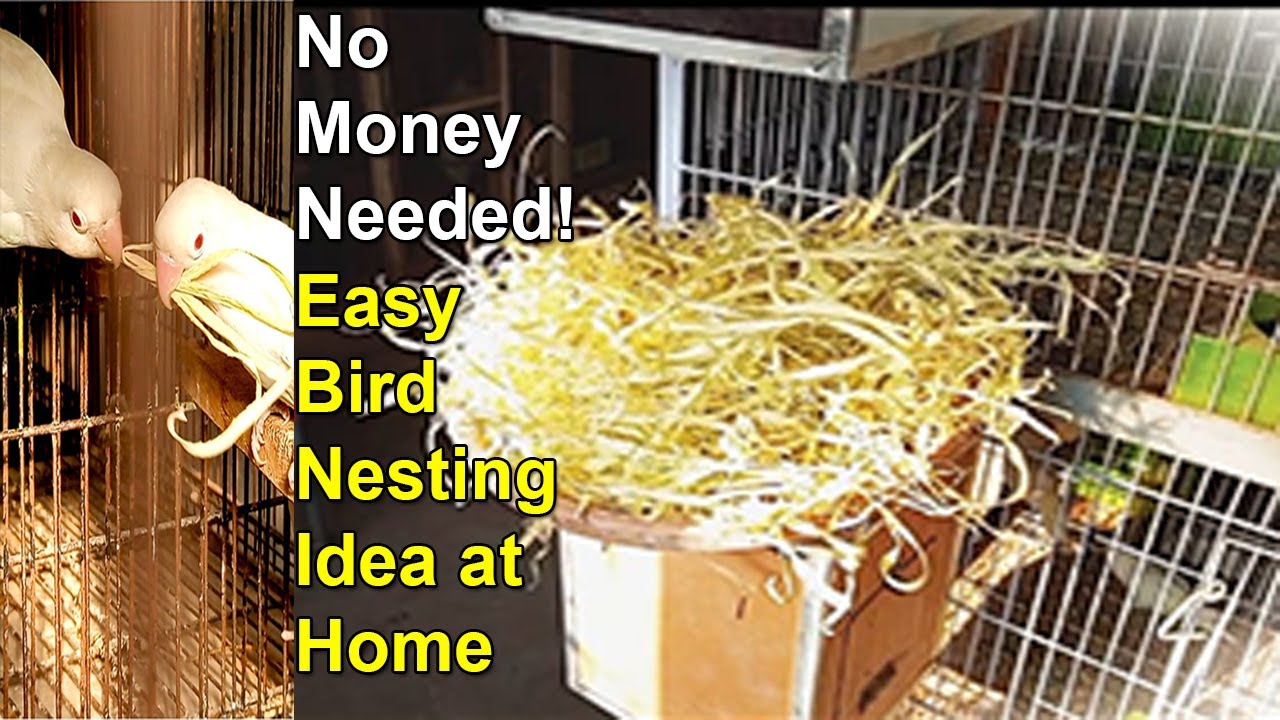 No Money Needed! 🪺Easy Birds🦜 Nesting Idea at Home 😊