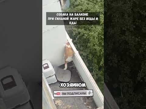 В Москве Собака Провела на Балконе Двое Суток при Сильной Жаре без Воды и Еды #новости