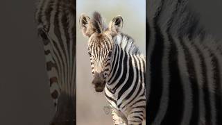 Every Zebra Is Unique — A Detail Most People Miss 🦓